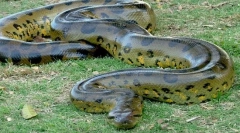 Kaj kača največja?